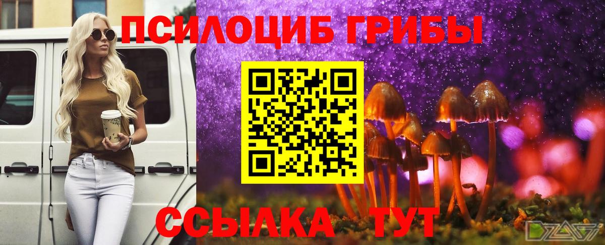 Псилоцибиновые грибы Psilocybine cubensis  Канаш  Псилоцибиновые грибы GOLDEN TEACHER 